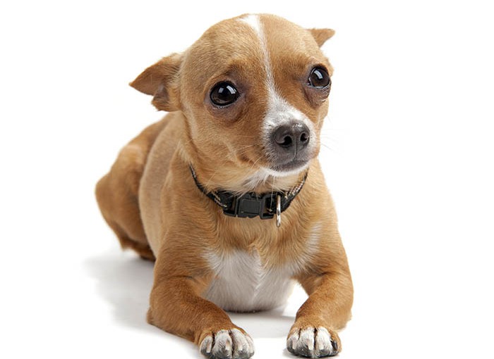 calm pets, small dog on white background