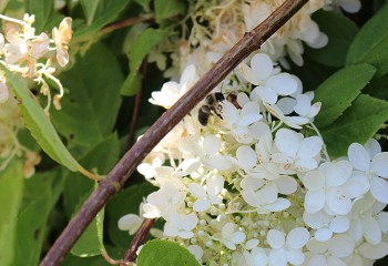 arboretum in summer, close-up photo of cluster of white flowers
