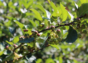 arboretum in summer, berries on a branch