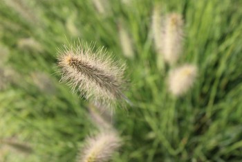 arboretum in summer, grasses close-up
