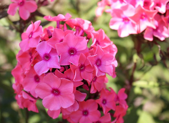 arboretum in summer, close-up photo of bright pink flowers
