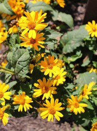 arboretum in summer, close-up of yellow flowers