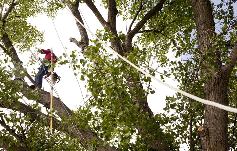 tree maintenance services, A tree-trimming employee hangs from a tree while trimming.