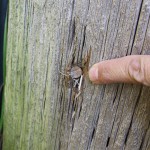 T&D_Pole Inpspections_boring hole