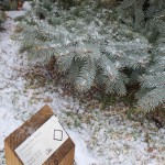 TRE_Arboretum, winter_Blue Spruce