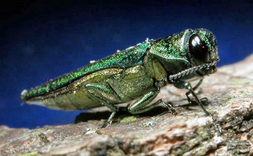 emerald ash borer