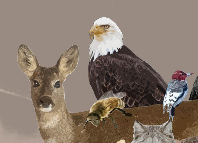 ENV_Wildlife_homepage