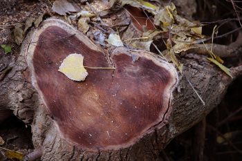 ARTSY_My heart will go on_Jodi