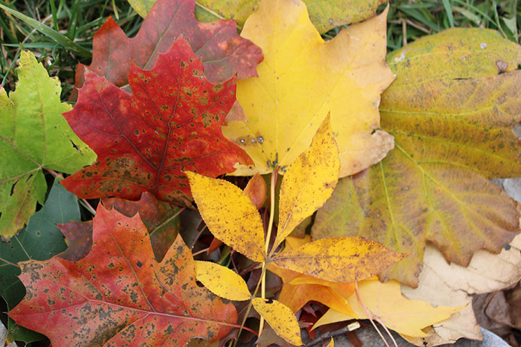 TRE_Arboretum fall 2018_homepage