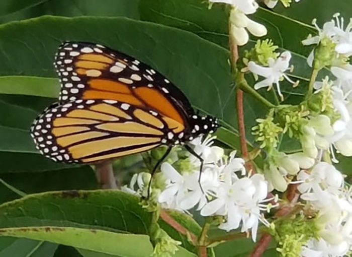 ENV_Prairie Spring 2019_homepage