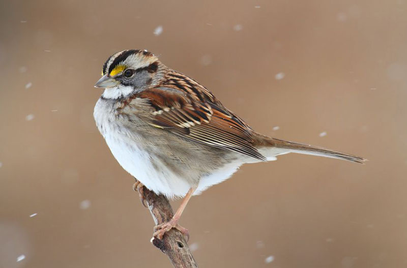 Great Backyard Bird Count, White-throated Sparrow (zonotrichia albicollis) perched on a tree limb in falling snow
