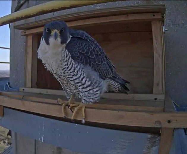 ENV_NOS Falcon Drama_homepage3