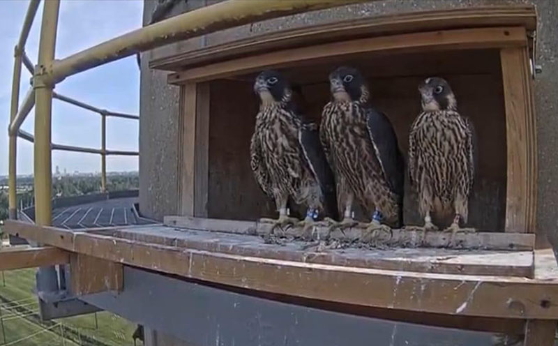 Image of three, young peregrine falcons in the OPPD falcon box in June, 2020.