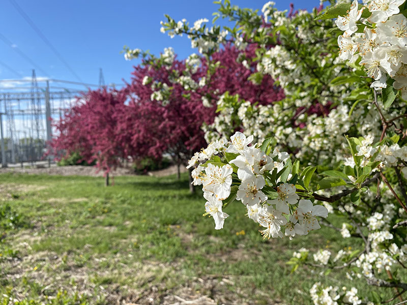 OPPD Arboretum flowers with substation in the background